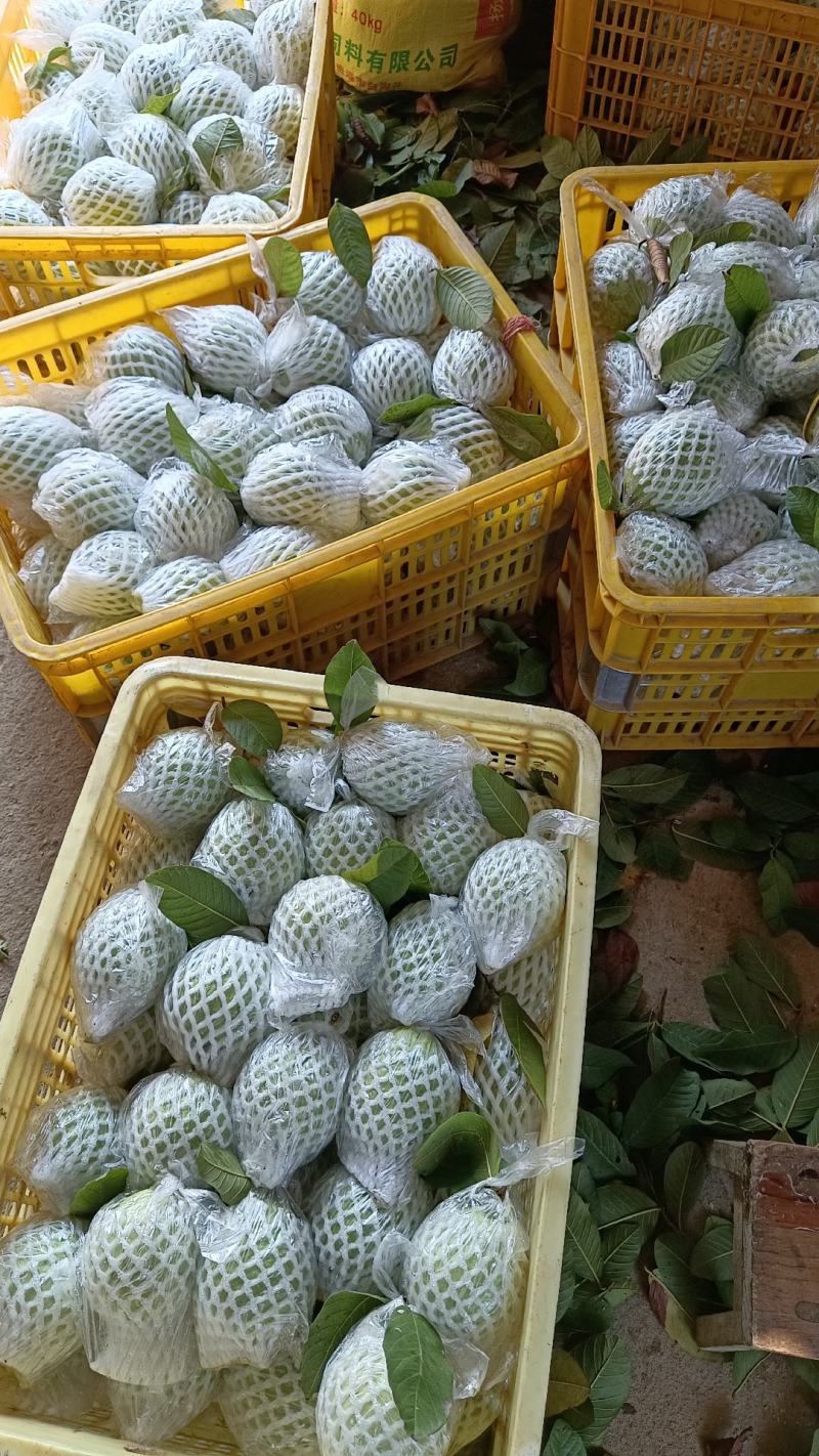 产地红心芭乐番石榴