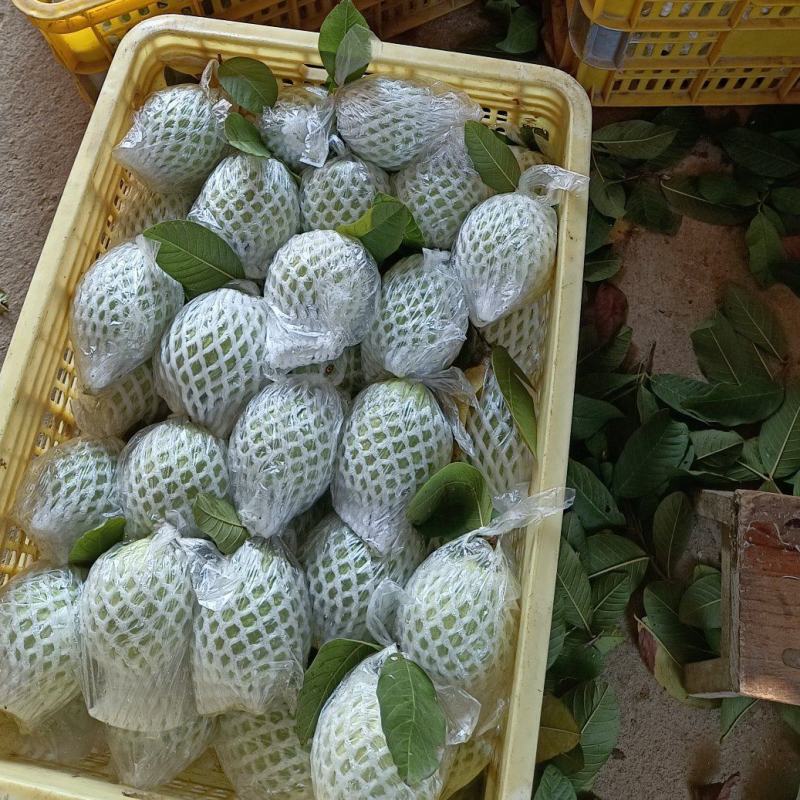 产地红心芭乐番石榴
