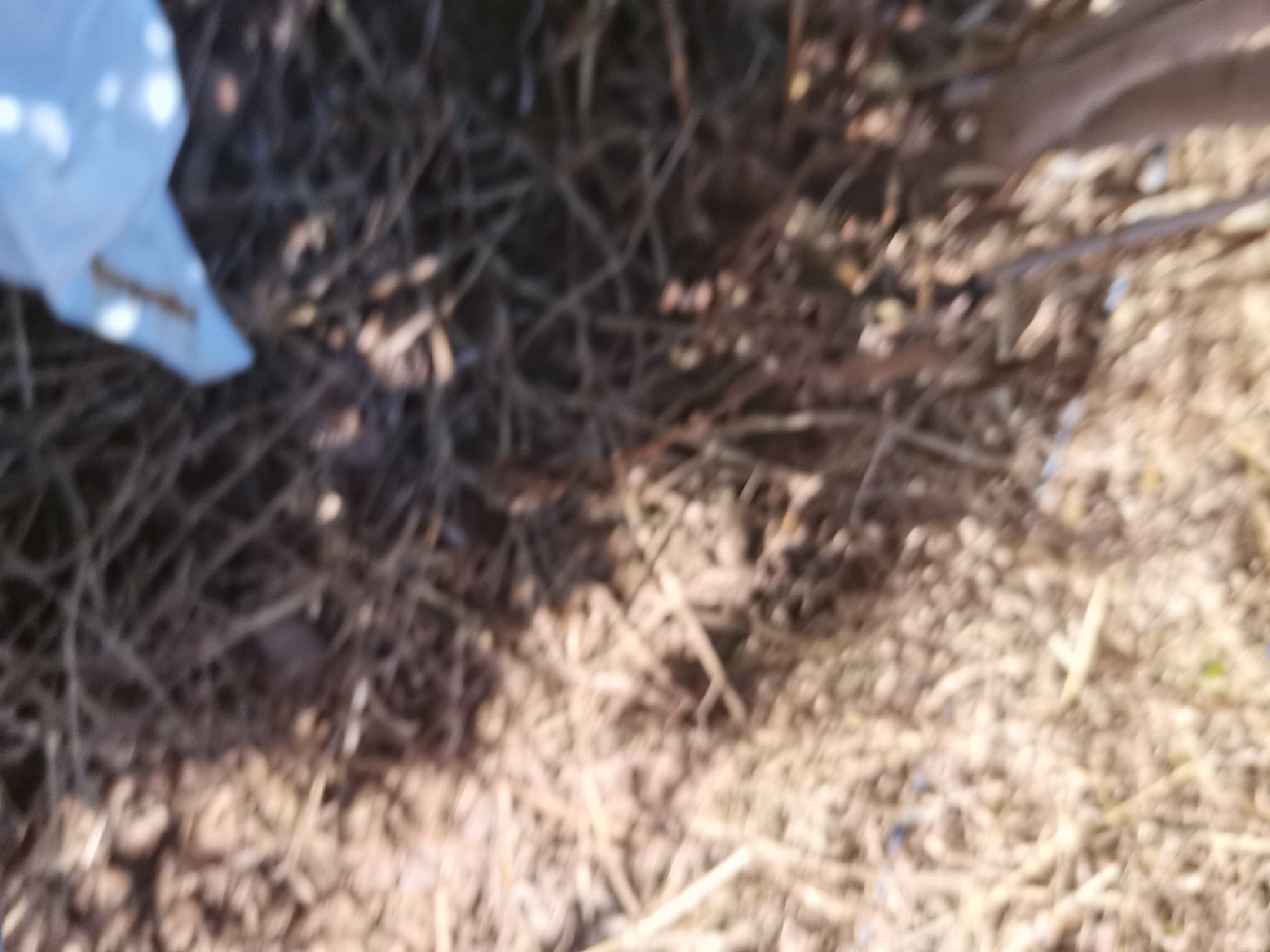 番石榴与石榴对比图