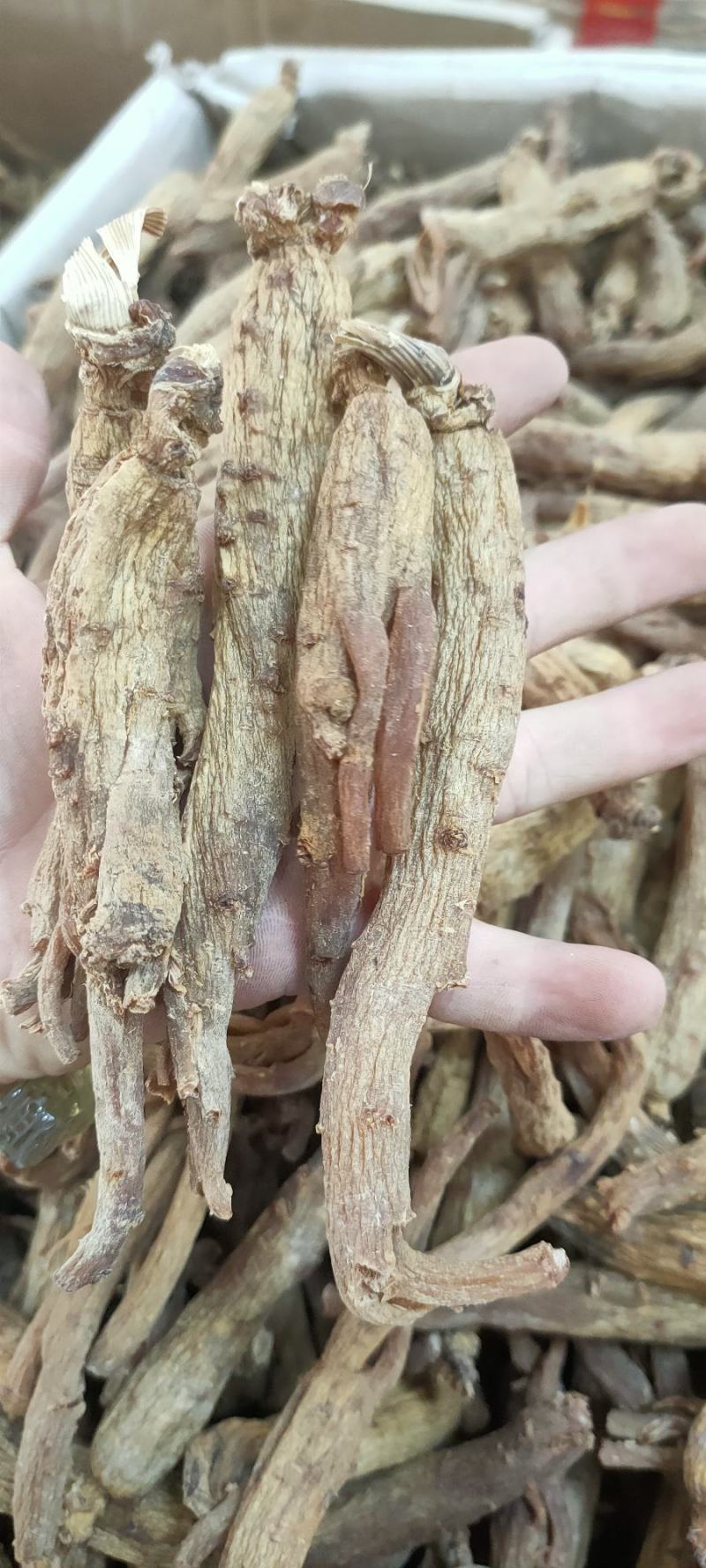红参