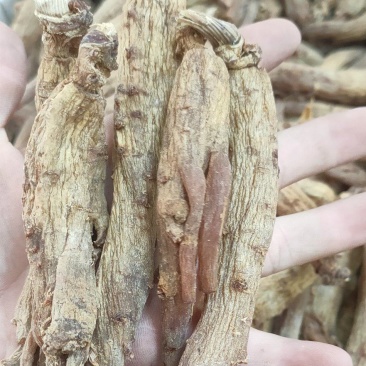 红参
