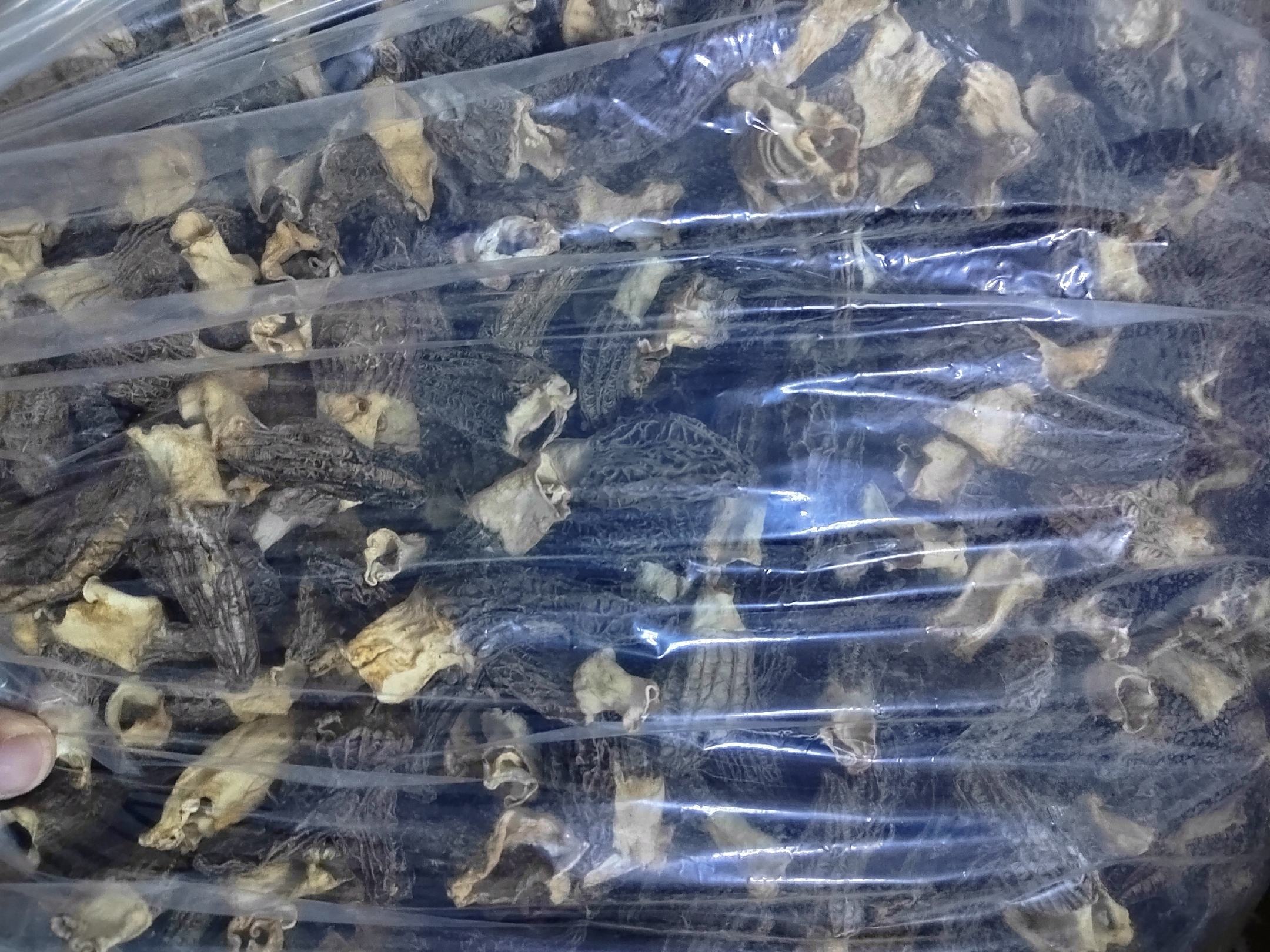 羊肚菌变黑特写