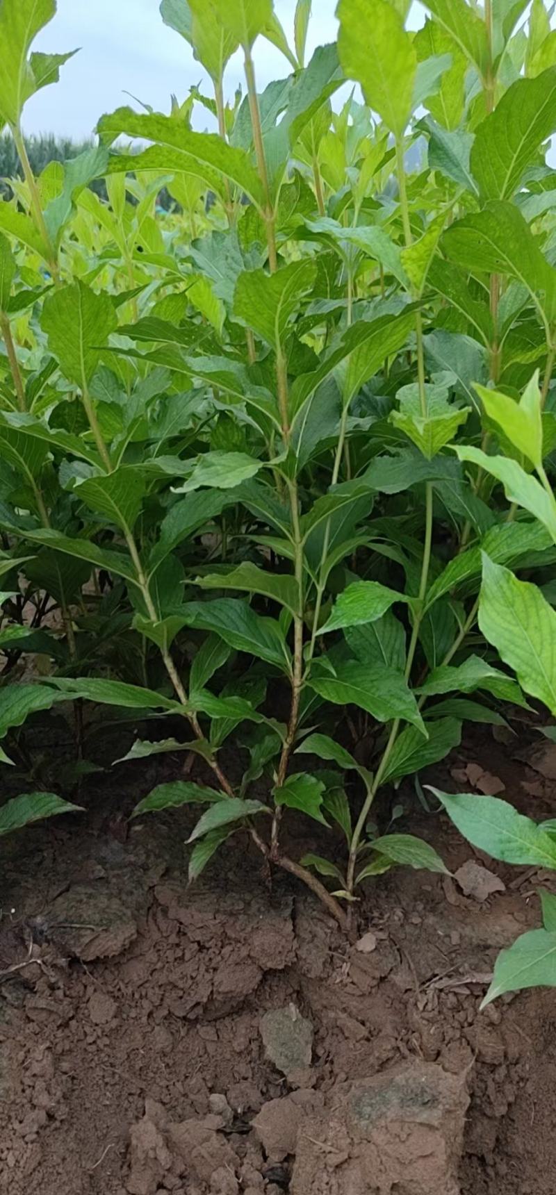 河北定州四季锦带花盆栽阳台绿篱绿化苗木树苗花苗杯苗