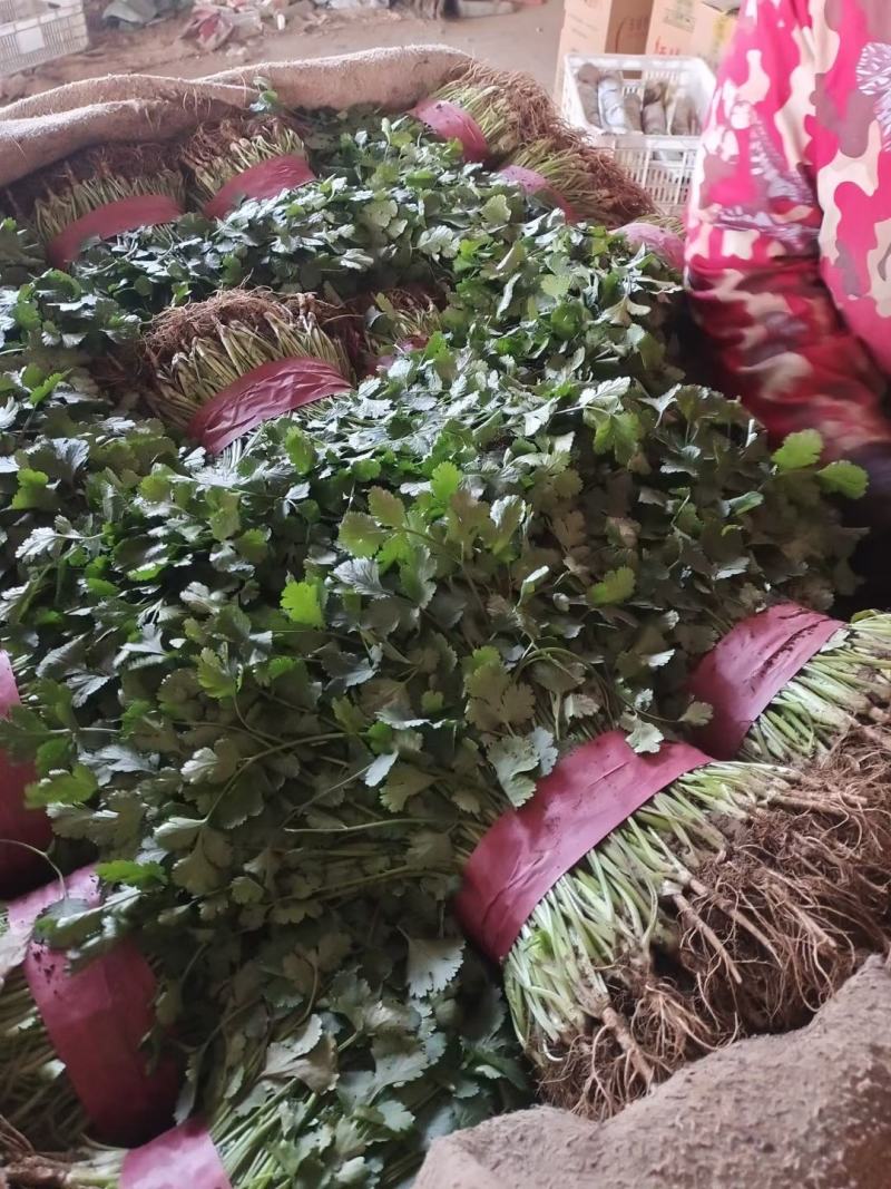 精品香菜叶子大，色泽翠绿：味浓。高度为20-25厘米。