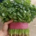 精品香菜叶子大，色泽翠绿：味浓。高度为20-25厘米。