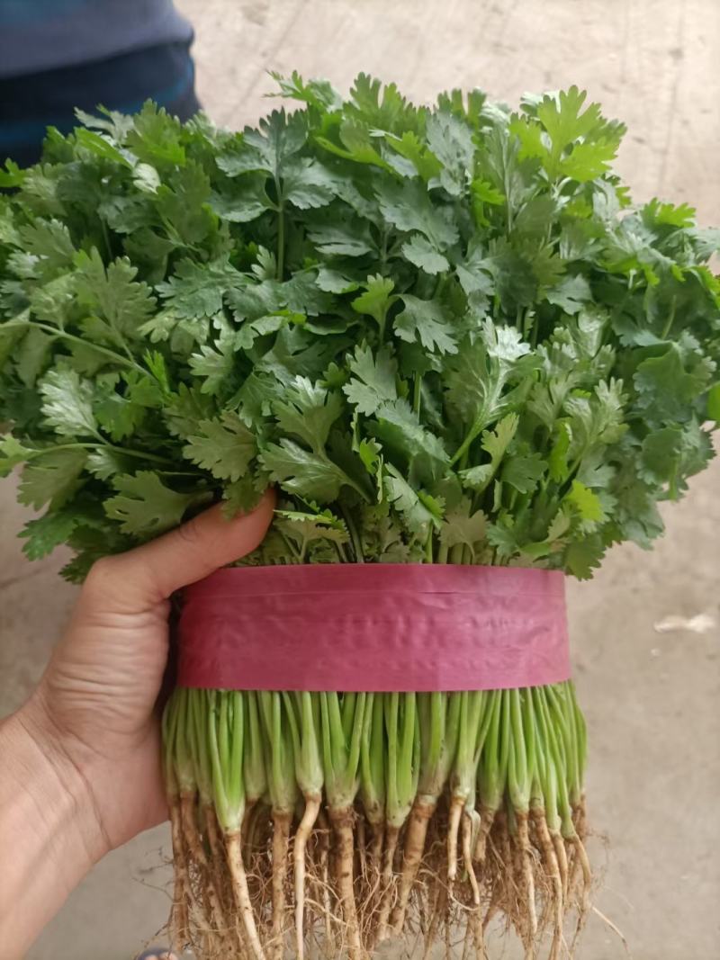 精品香菜叶子大，色泽翠绿：味浓。高度为20-25厘米。