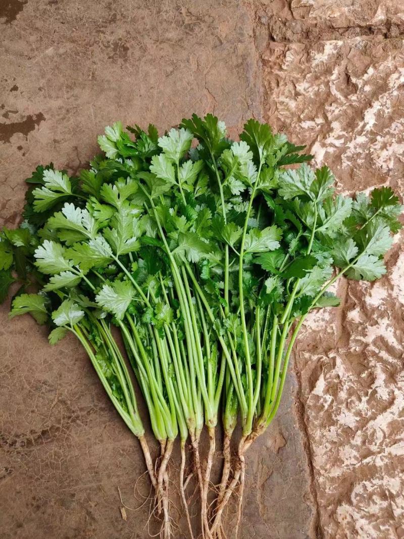 精品香菜叶子大，色泽翠绿：味浓。高度为20-25厘米。