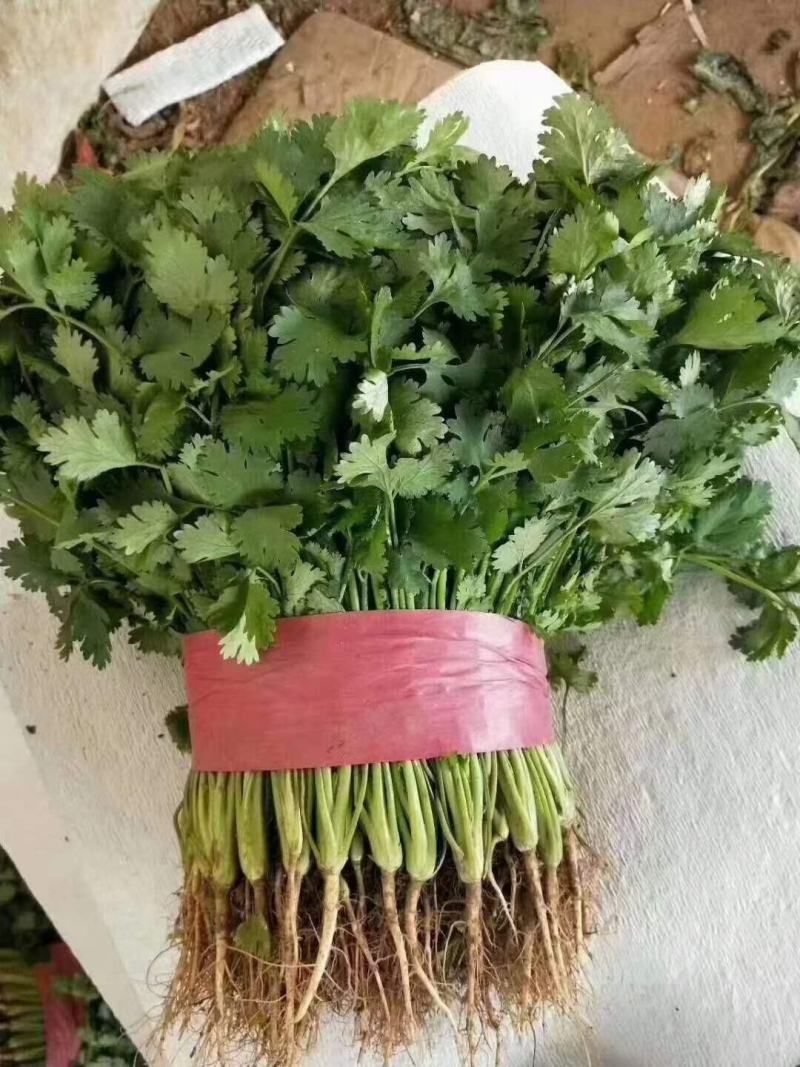 精品香菜叶子大，色泽翠绿：味浓。高度为20-25厘米。