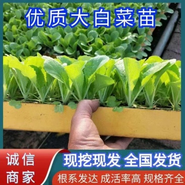 优质大白菜苗，清秀整齐，品种好，产量高，苗子根系发达