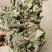 狸尾草，干货包邮，一手货源批发，太阳晒干，颜色好