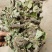 狸尾草，干货包邮，一手货源批发，太阳晒干，颜色好