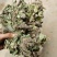 狸尾草，干货包邮，一手货源批发，太阳晒干，颜色好