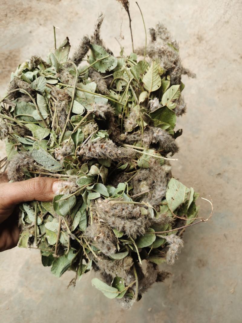 狸尾草，干货包邮，一手货源批发，太阳晒干，颜色好