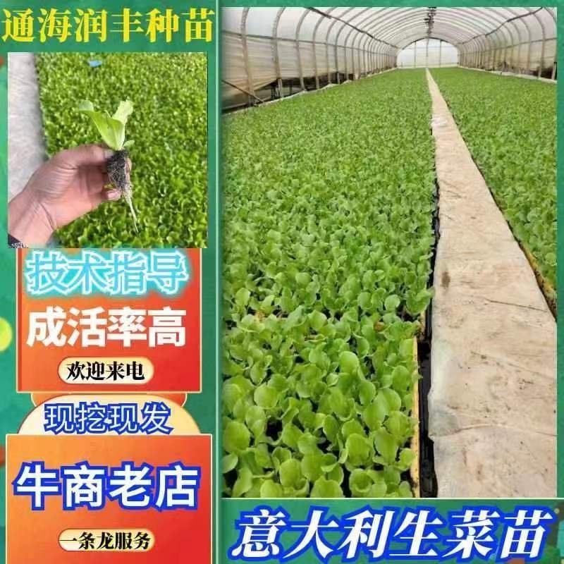 意大利生菜苗，基地现挖，苗好无病，成活率高，品质保证