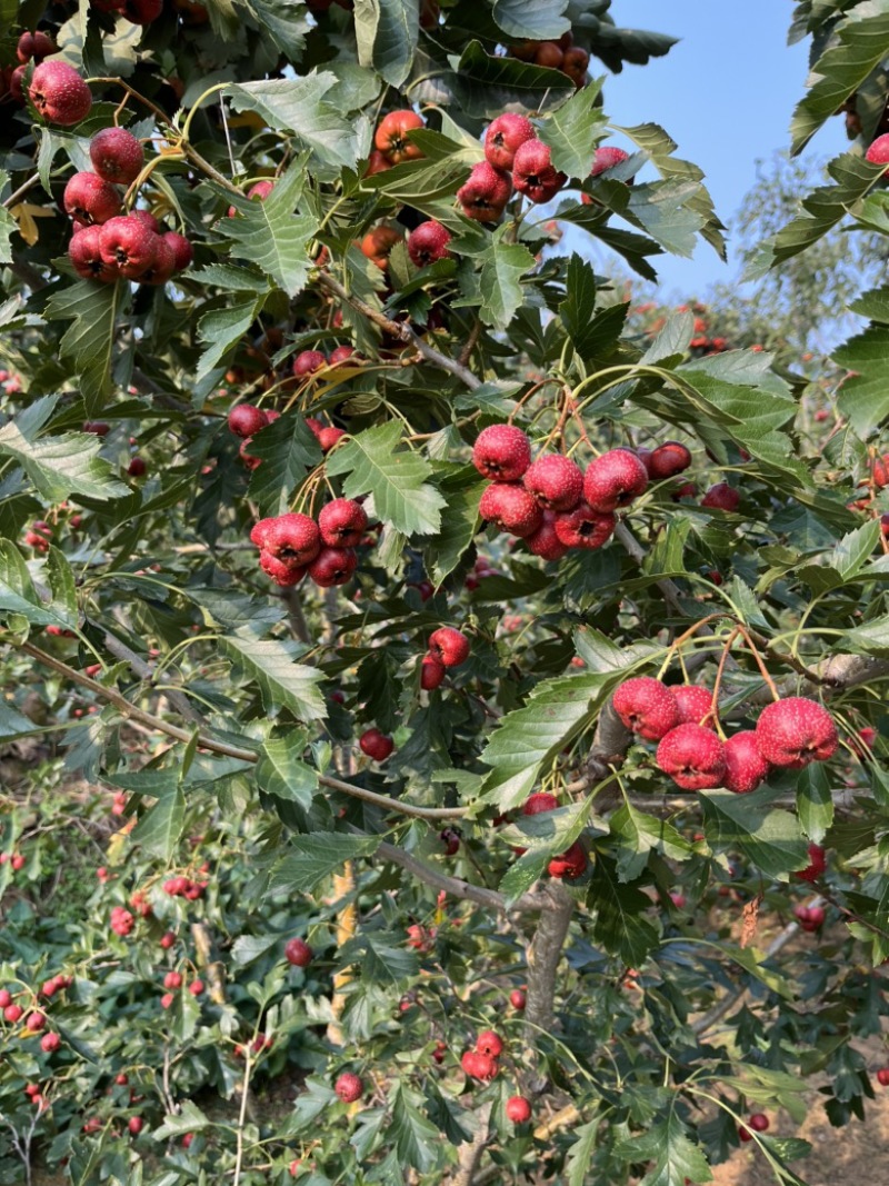 精品甜红子山楂，大量上市，可对接商超欢迎选购
