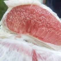 福建漳州红柚