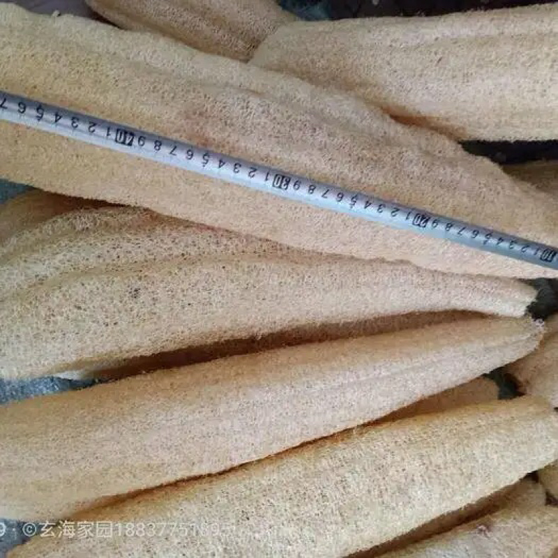 丝瓜络软瓜硬瓜都有50一斤50斤起批量大可以优惠