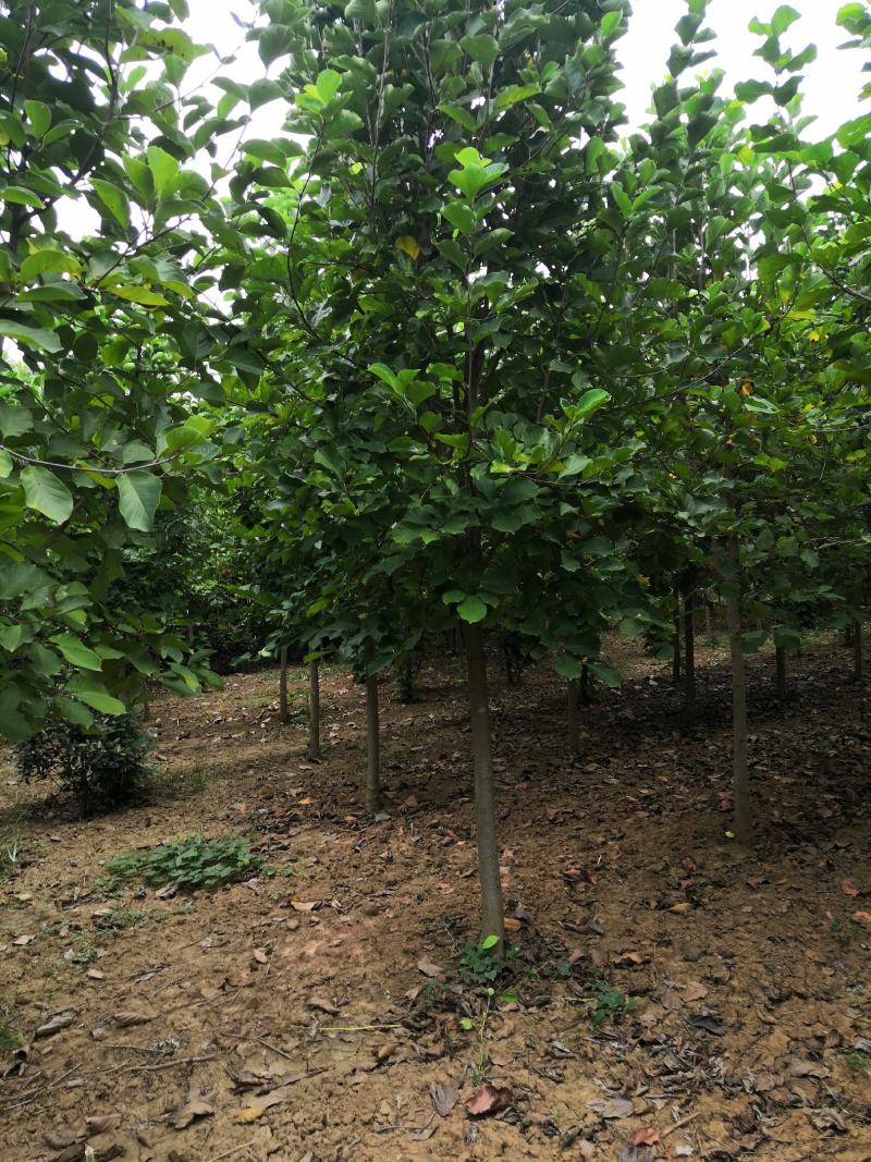 红玉兰白玉兰紫玉兰8公分玉兰9公分红玉兰10公分红玉兰