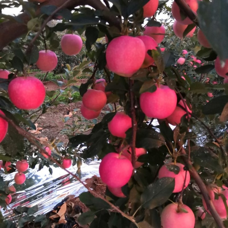 绥中高山红星苹果大量上市中