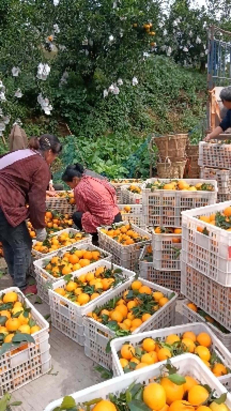 四川自贡荣县留佳爱媛基地
