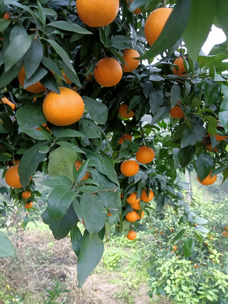 四川自贡荣县留佳爱媛基地