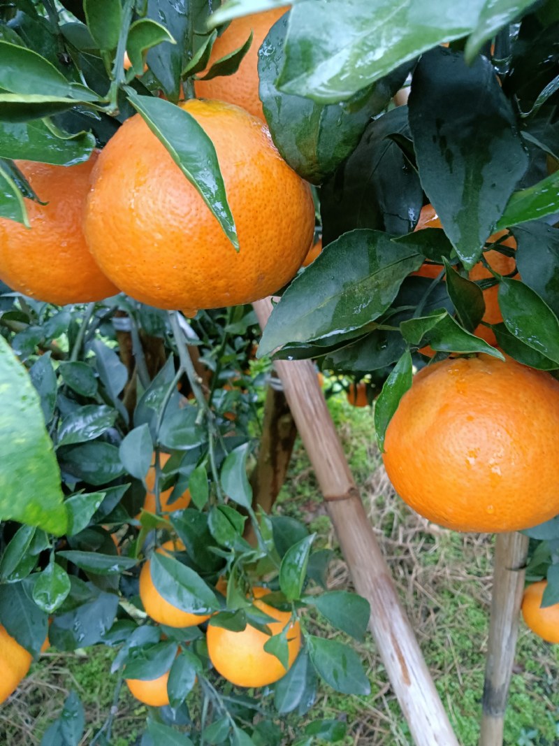 四川自贡荣县留佳爱媛基地