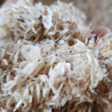 山东沾化渤海湾虾皮出新货了，欢迎大家采购