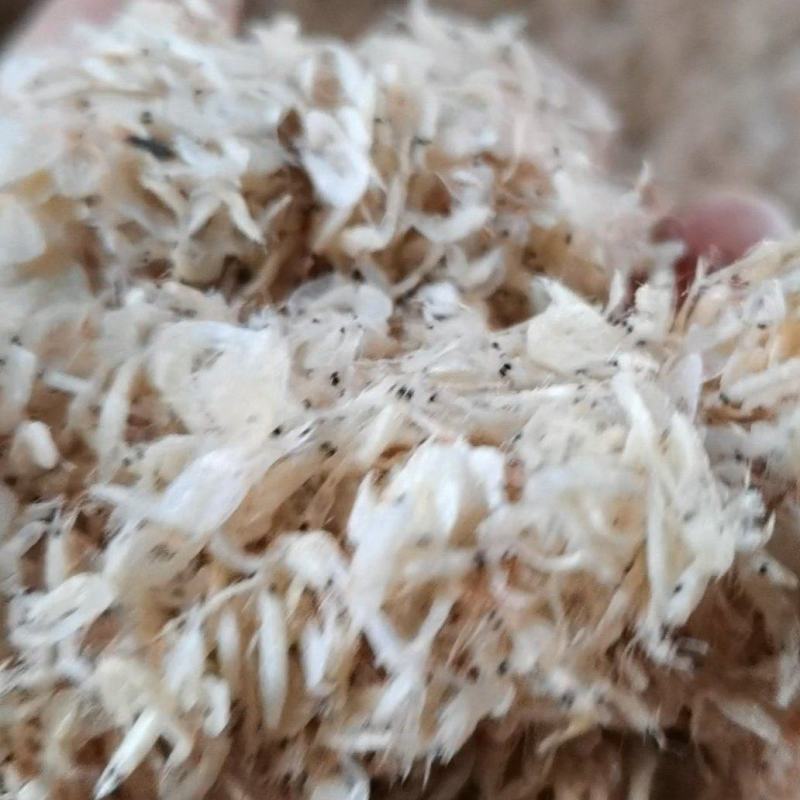 山东沾化渤海湾虾皮出新货了，欢迎大家采购