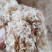 山东沾化渤海湾虾皮出新货了，欢迎大家采购
