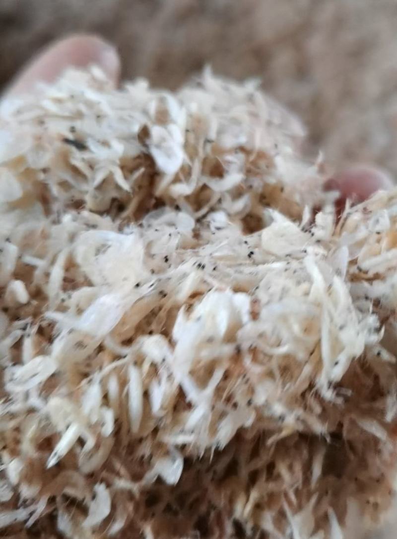 山东沾化渤海湾虾皮出新货了，欢迎大家采购