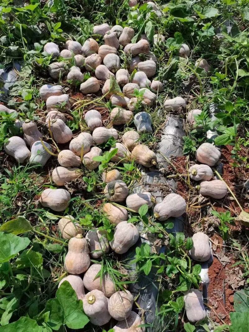 金香南瓜种子，基地供应，批发零售，量大从优