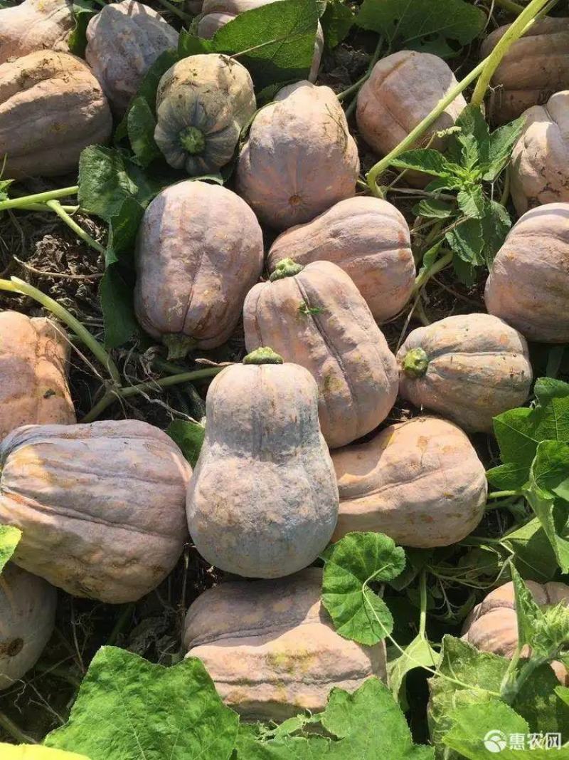 金香南瓜种子，基地供应，批发零售，量大从优