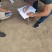 精品阳光玫瑰