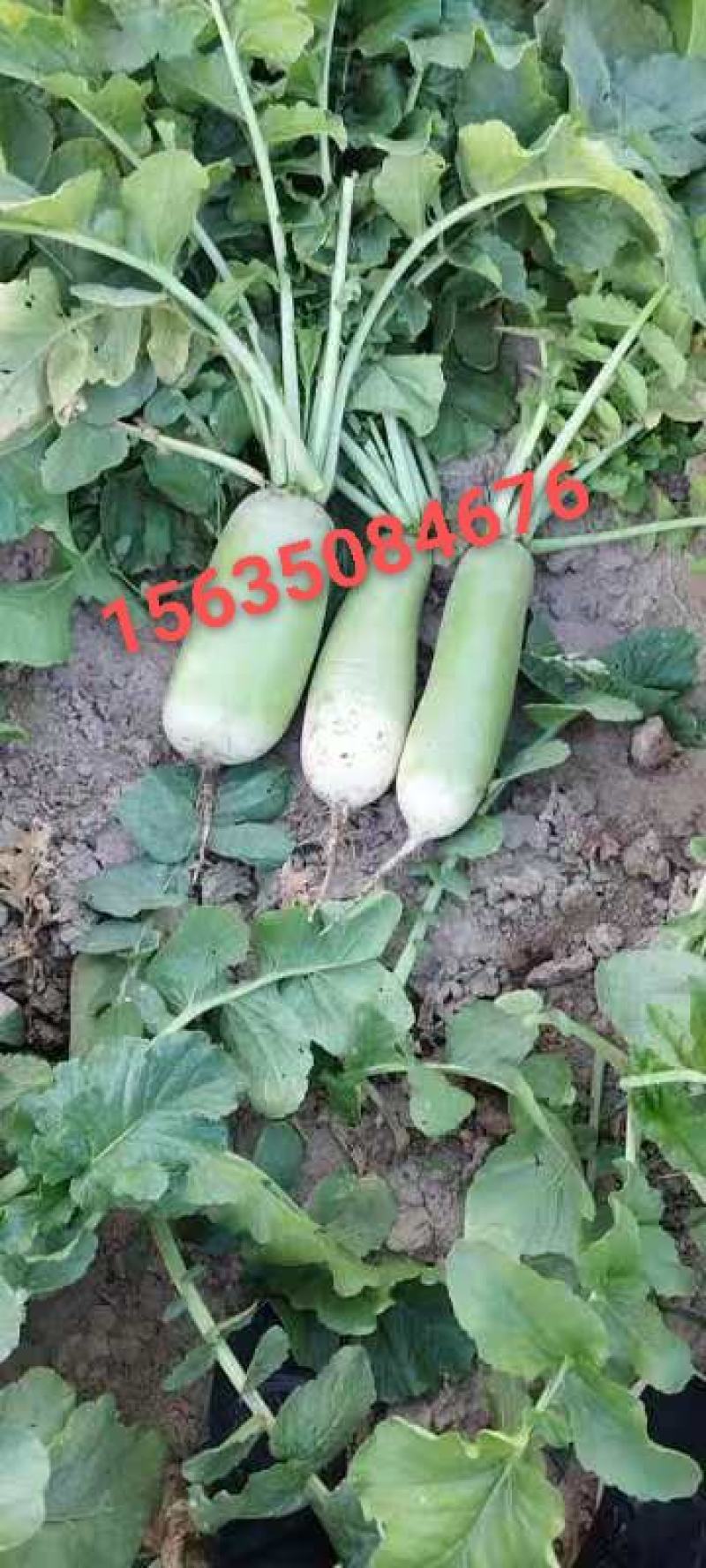 791萝卜大量上市，不烂，不糠心