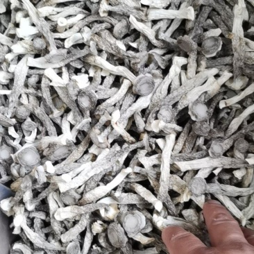 鹿茸菇干品，味香脆，量大从优，大量供应，规格齐全