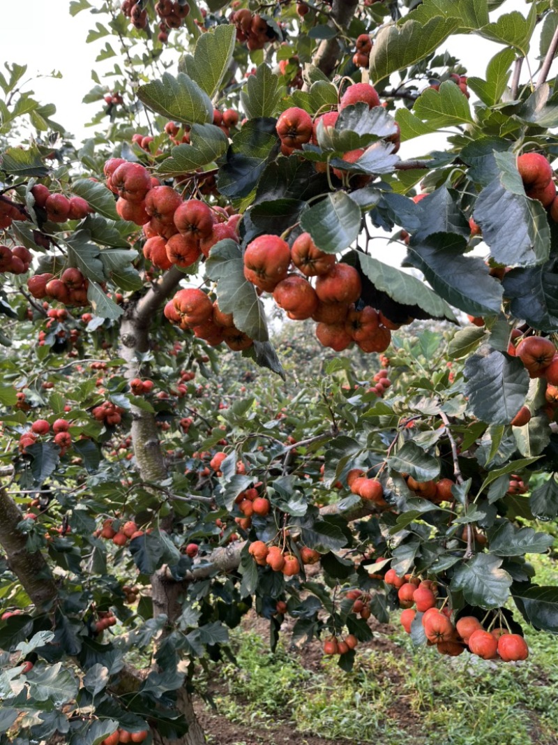 绵球山楂