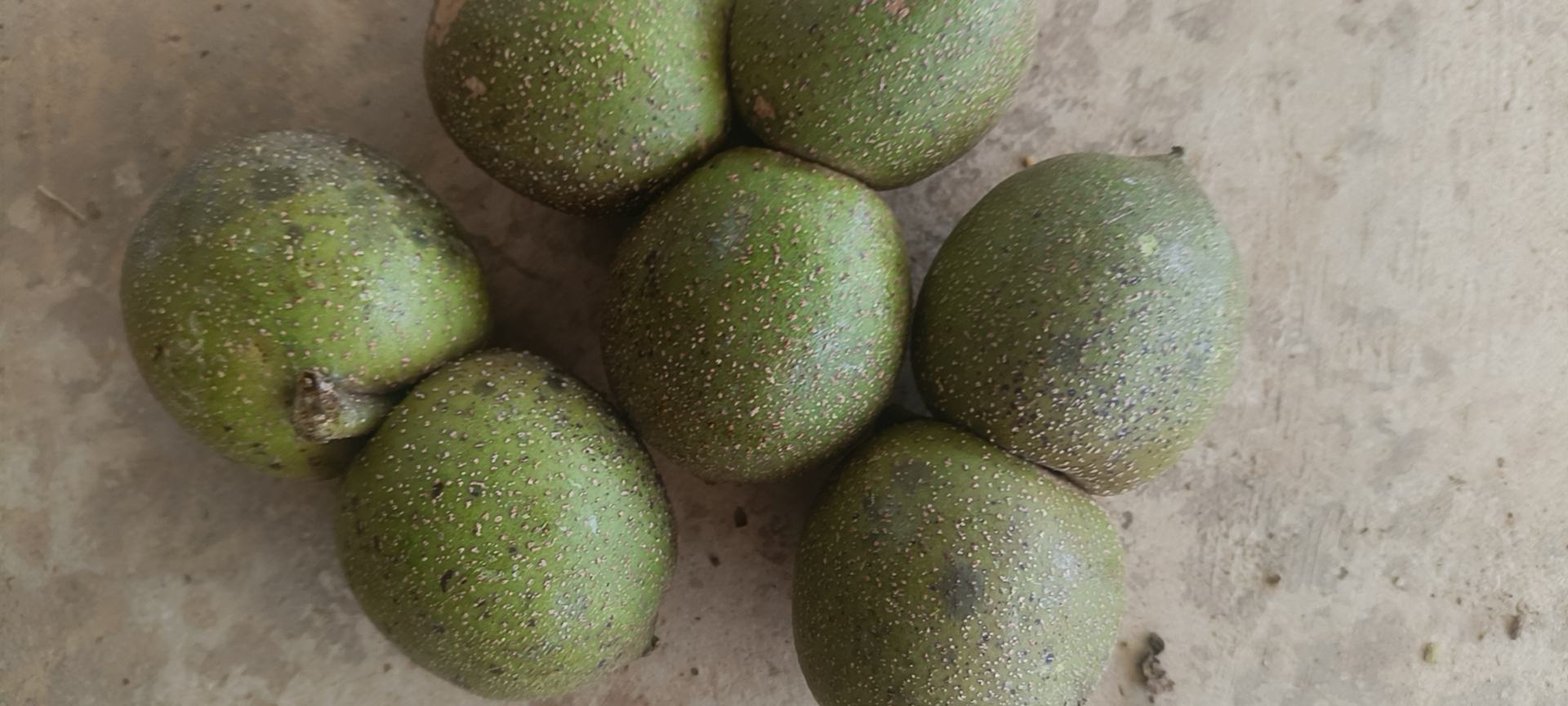 青皮核桃特写,展示其绿色外皮和新鲜状态 青皮核桃特写