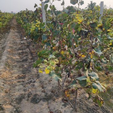 大量出售占地葡萄棵、葡萄苗