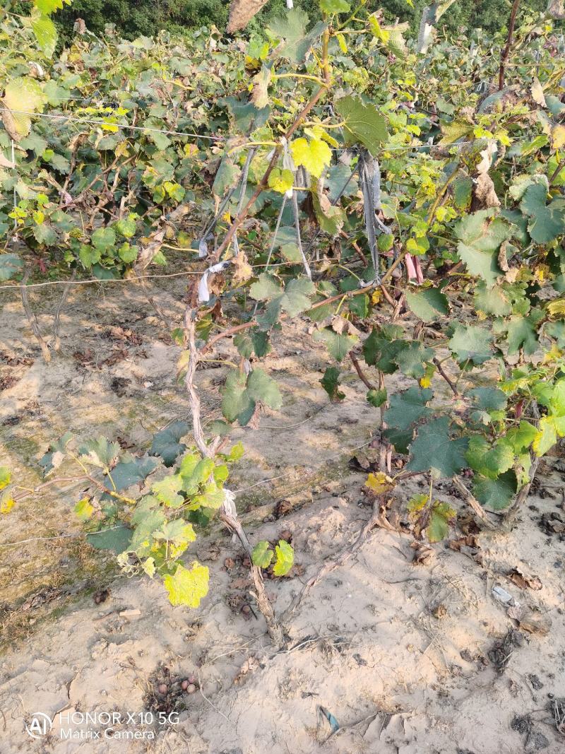 大量出售占地葡萄棵、葡萄苗