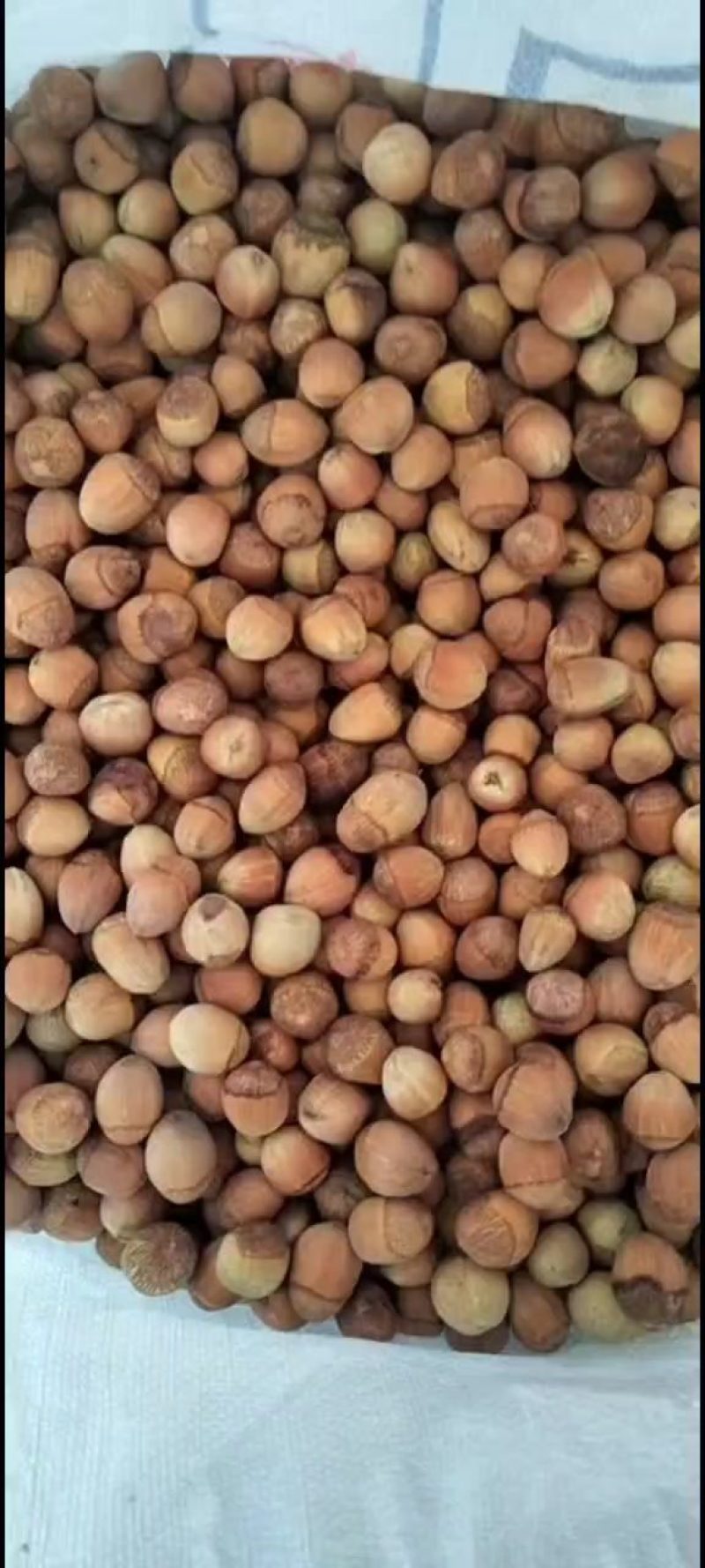 桓仁大榛子，达维青皮3块钱，长毛，玉坠，110等多个品种