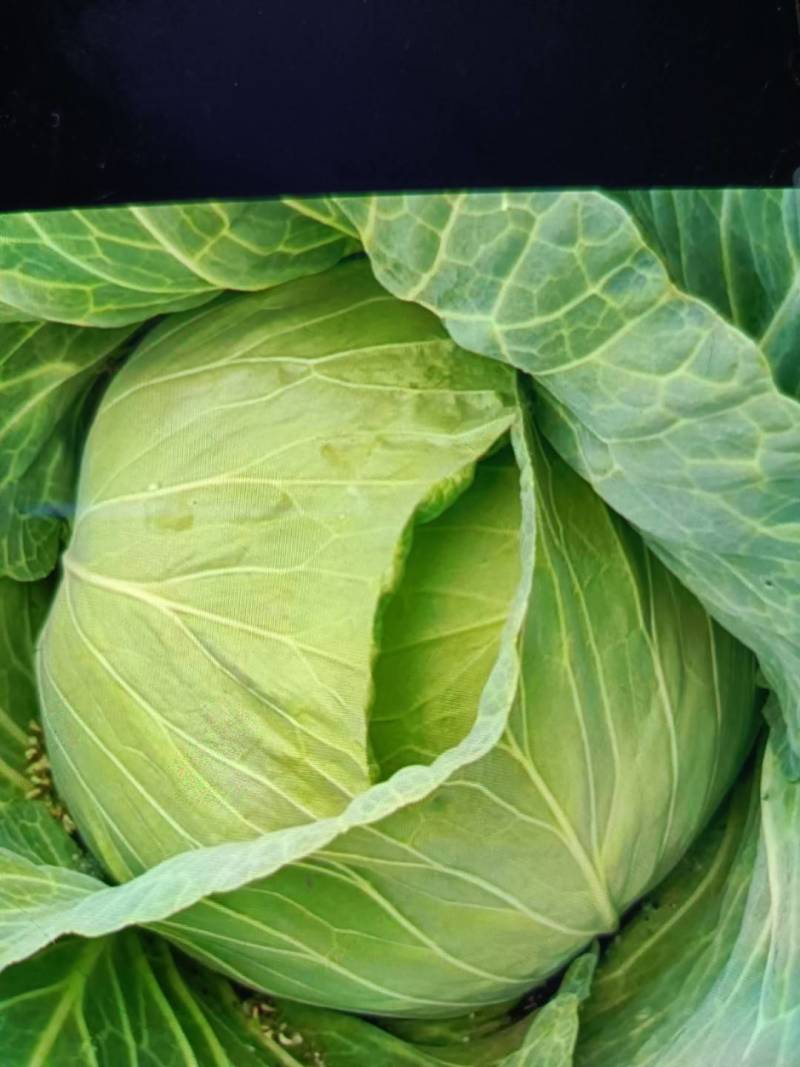 供应山东菏泽京丰甘蓝，包菜，平包供应经纪人一手货源，