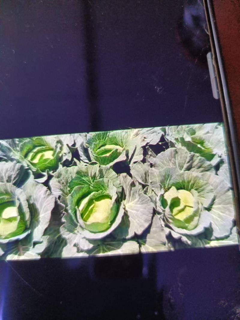 供应山东菏泽京丰甘蓝，包菜，平包供应经纪人一手货源，