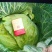 供应山东菏泽京丰甘蓝，包菜，平包供应经纪人一手货源，