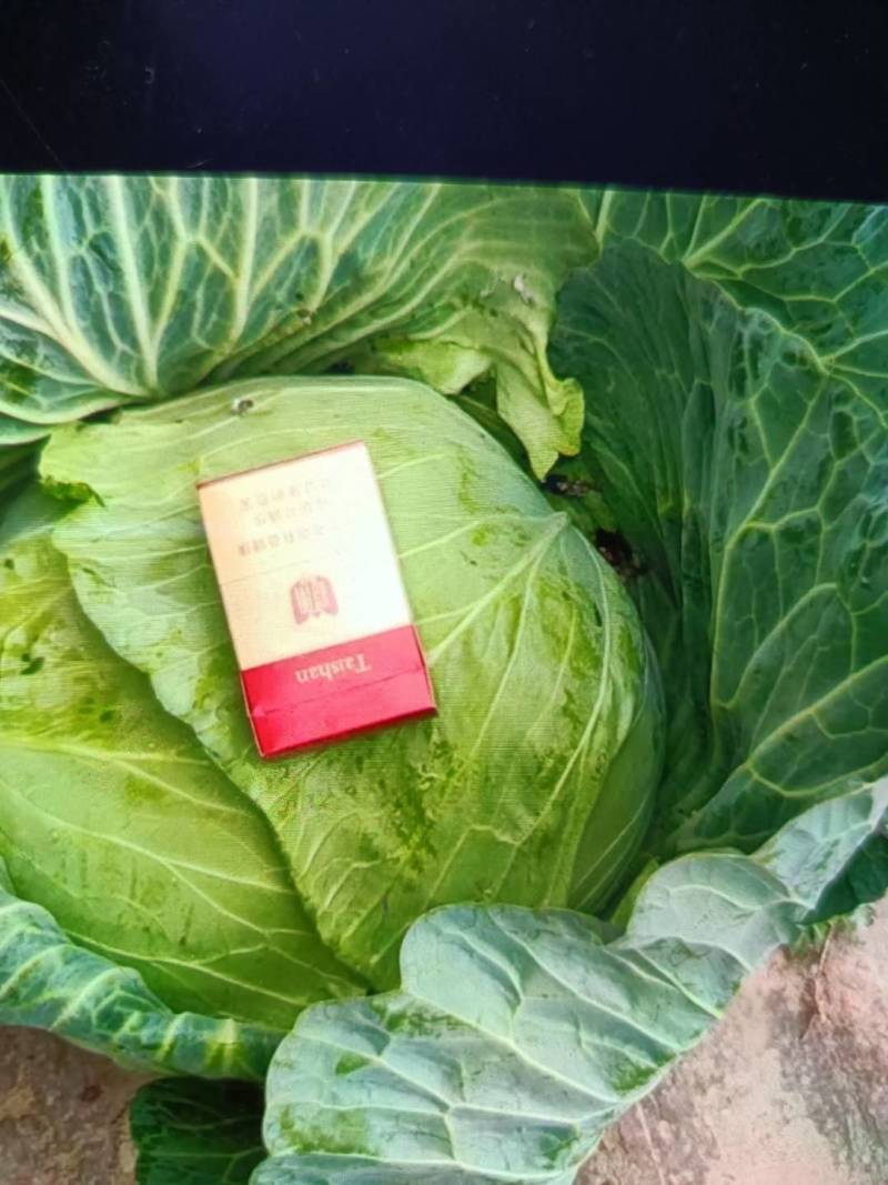 供应山东菏泽京丰甘蓝，包菜，平包供应经纪人一手货源，