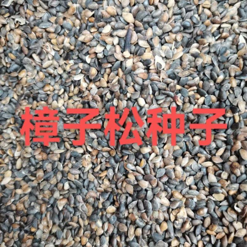 樟子松种子，纯后期期货芽率有保障