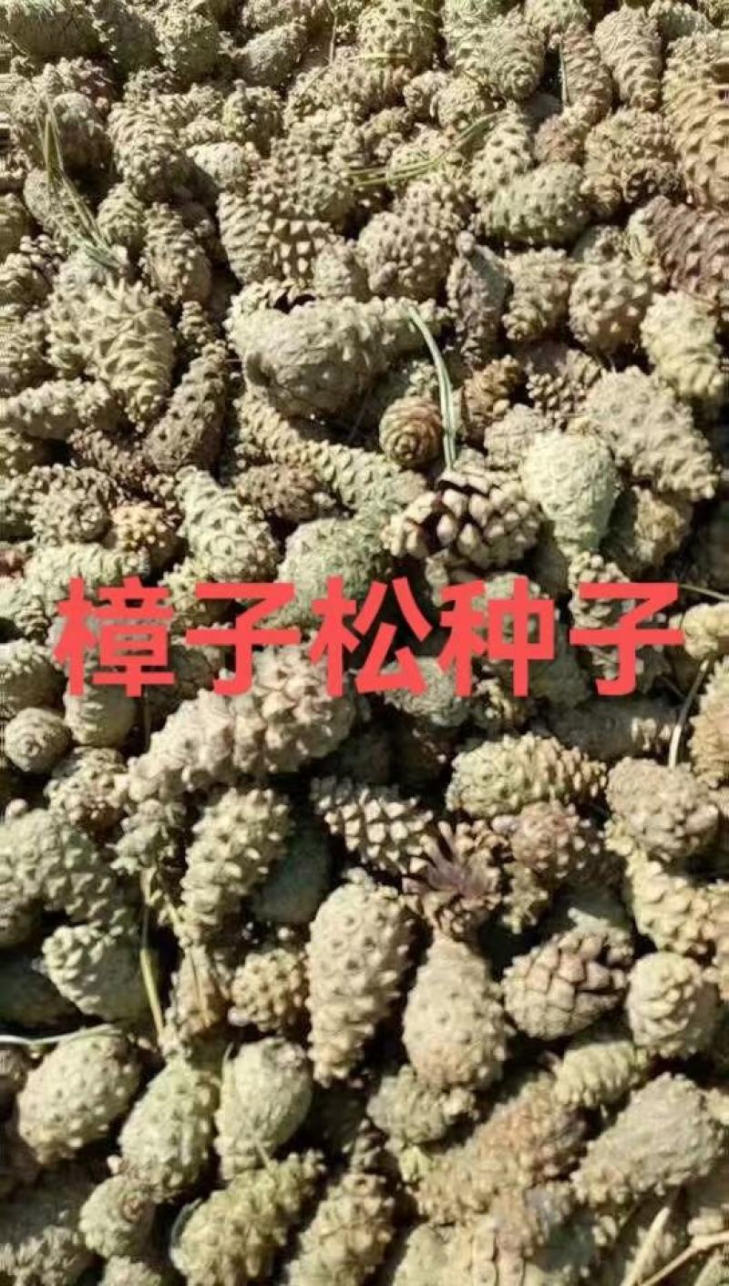 樟子松种子，纯后期期货芽率有保障