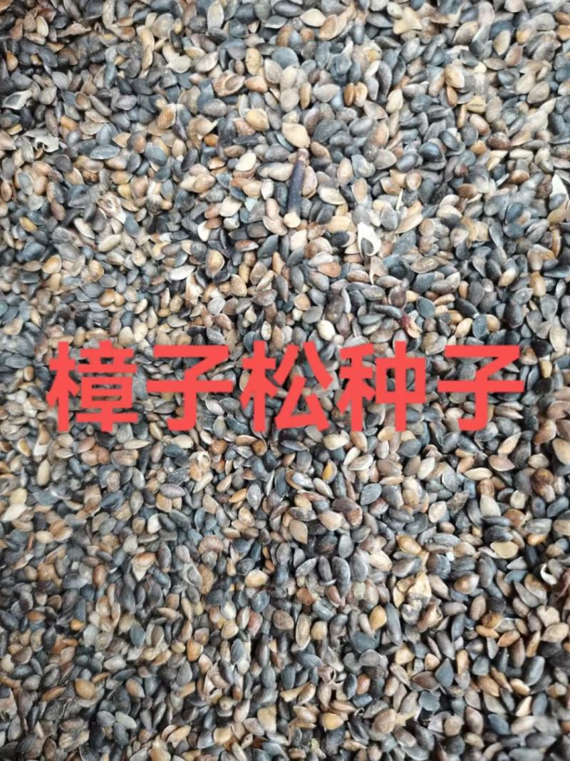 樟子松种子，纯后期期货芽率有保障