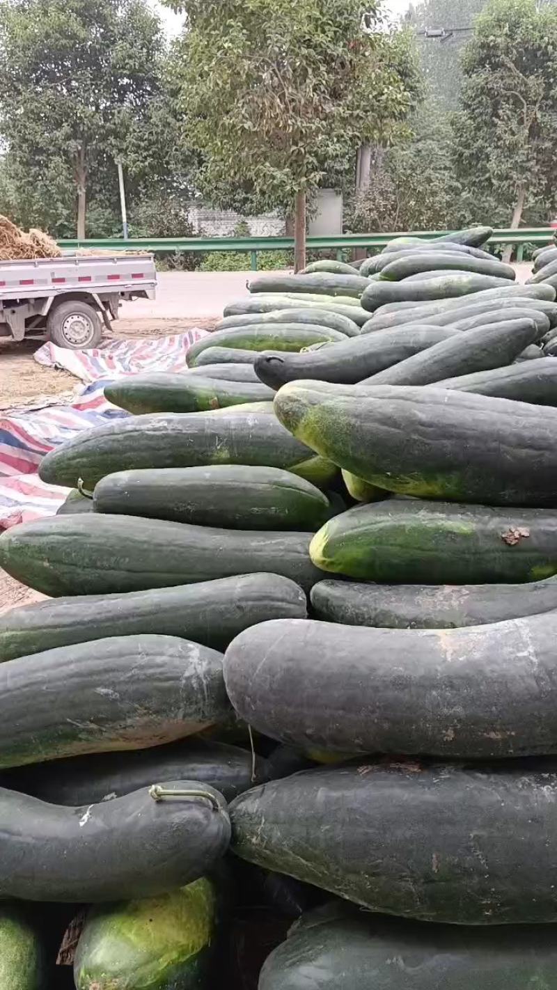 露天地冬瓜安徽精品黑皮冬瓜大量上市量大从优欢迎选购