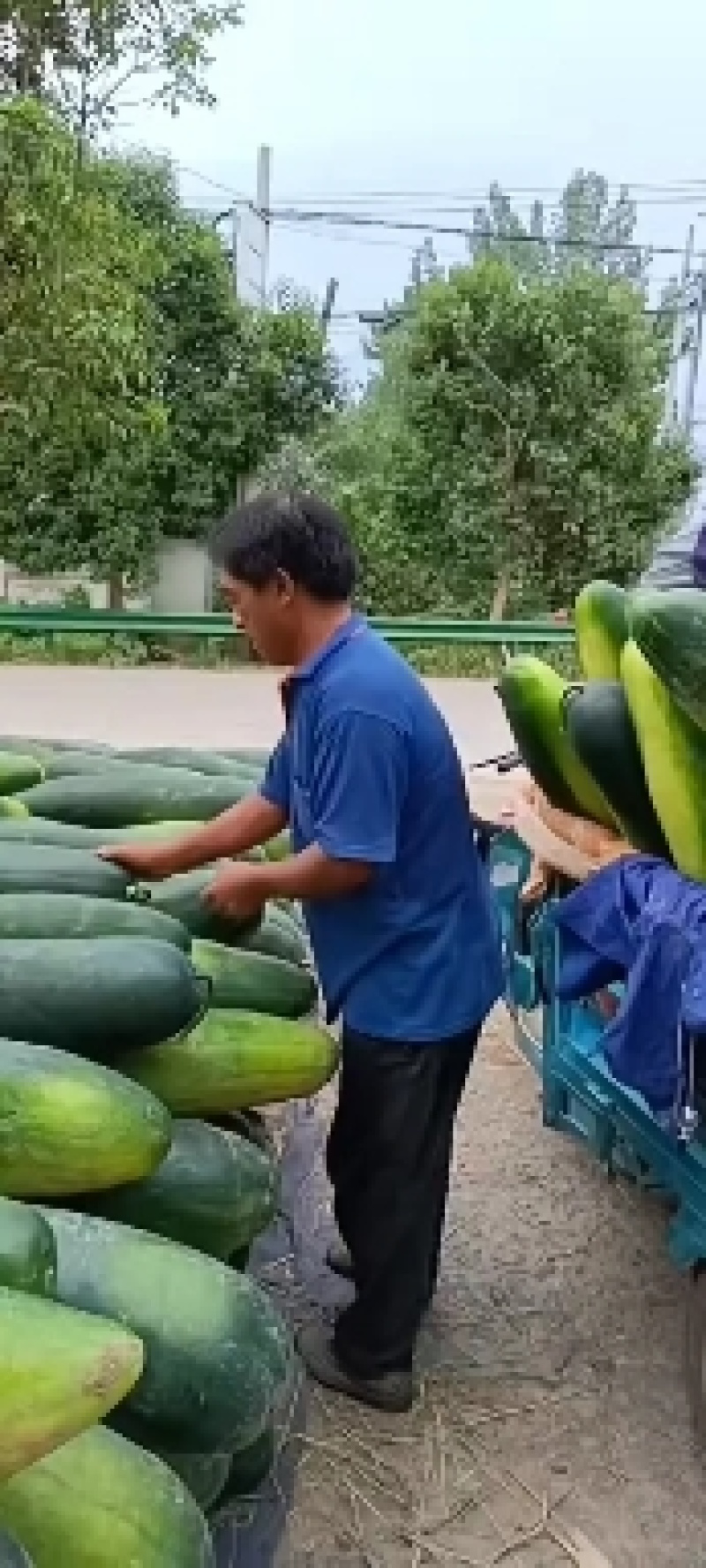 露天地冬瓜安徽精品黑皮冬瓜大量上市量大从优欢迎选购