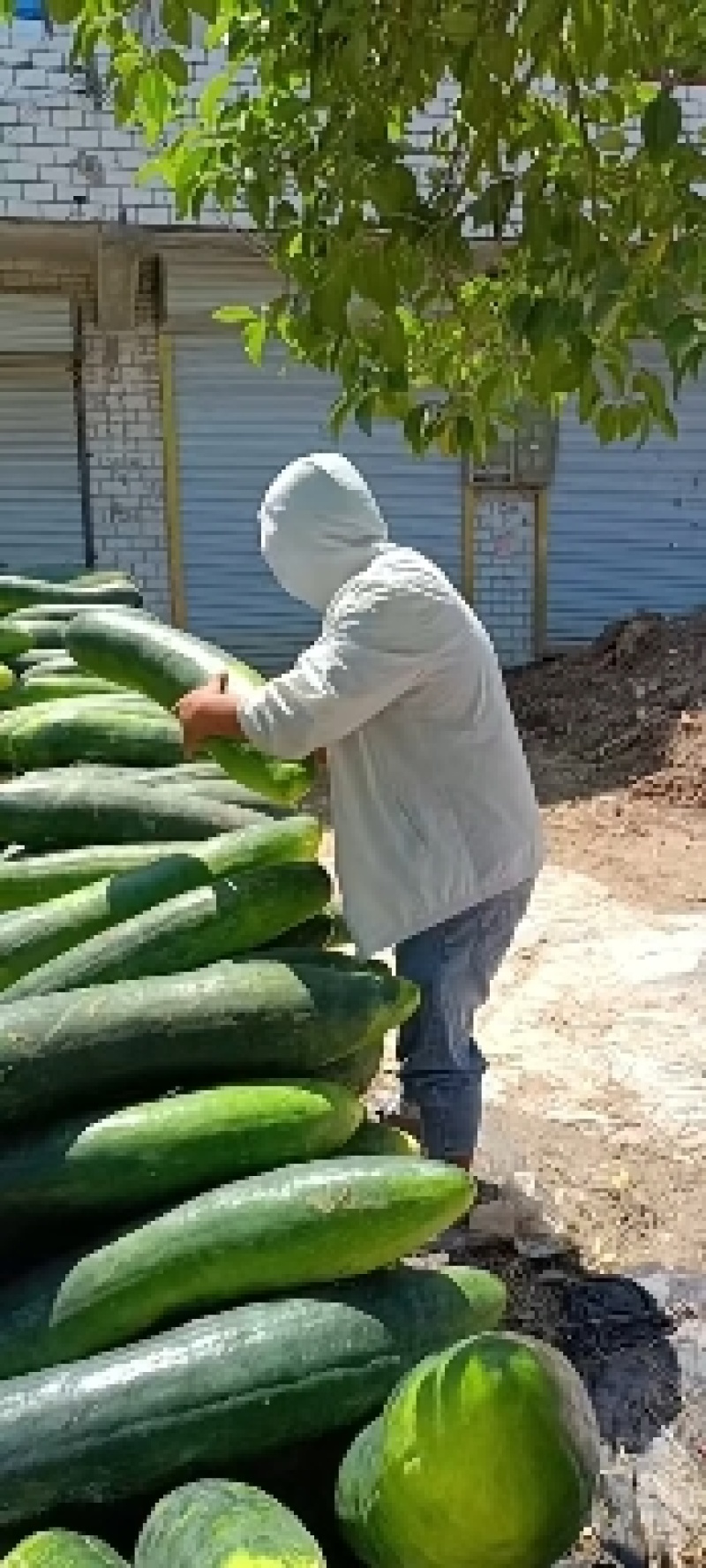 露天地冬瓜安徽精品黑皮冬瓜大量上市量大从优欢迎选购